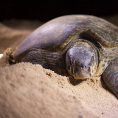 Bình Định: Một cá thể rùa biển đẻ hơn 400 trứng tại làng chài Nhơn Hải